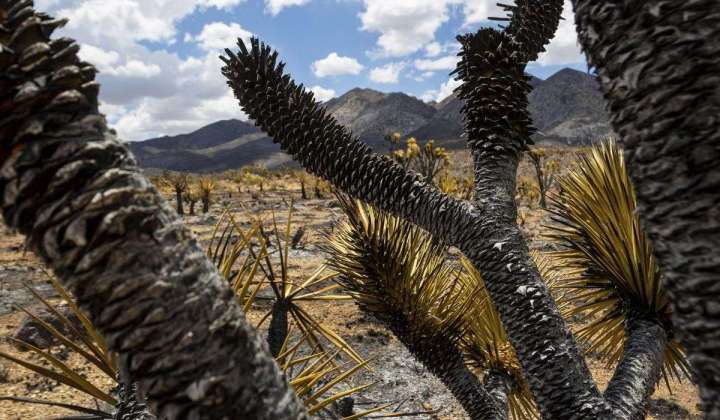 California’s iconic Joshua trees threatened in massive wildfire