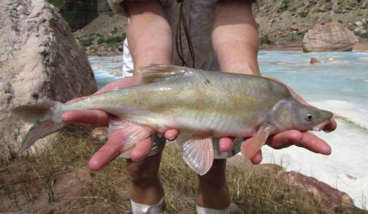 Chemical treatment to be deployed against invasive fish in Colorado River