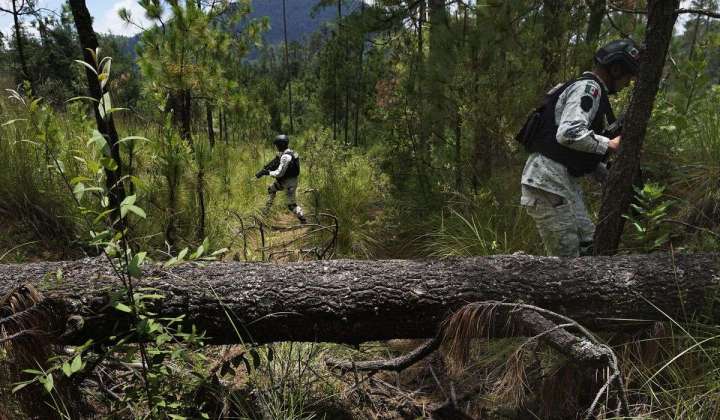 Illegal logging thrives in Mexico City’s forest-covered boroughs, as locals strive to plant trees