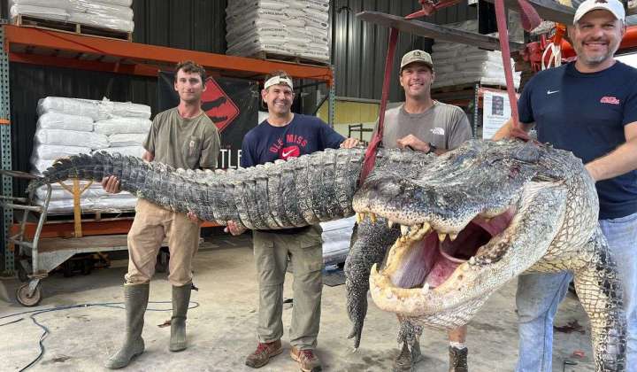 Longest alligator in Mississippi history captured by hunters