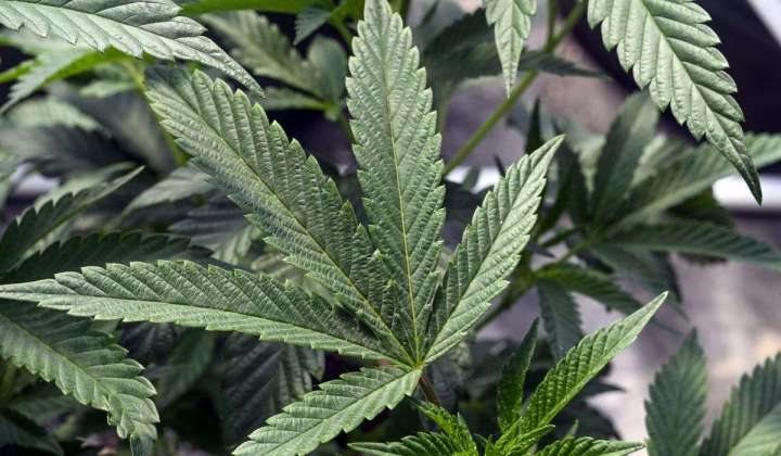 Study finds online marijuana dispensaries fail to block minors