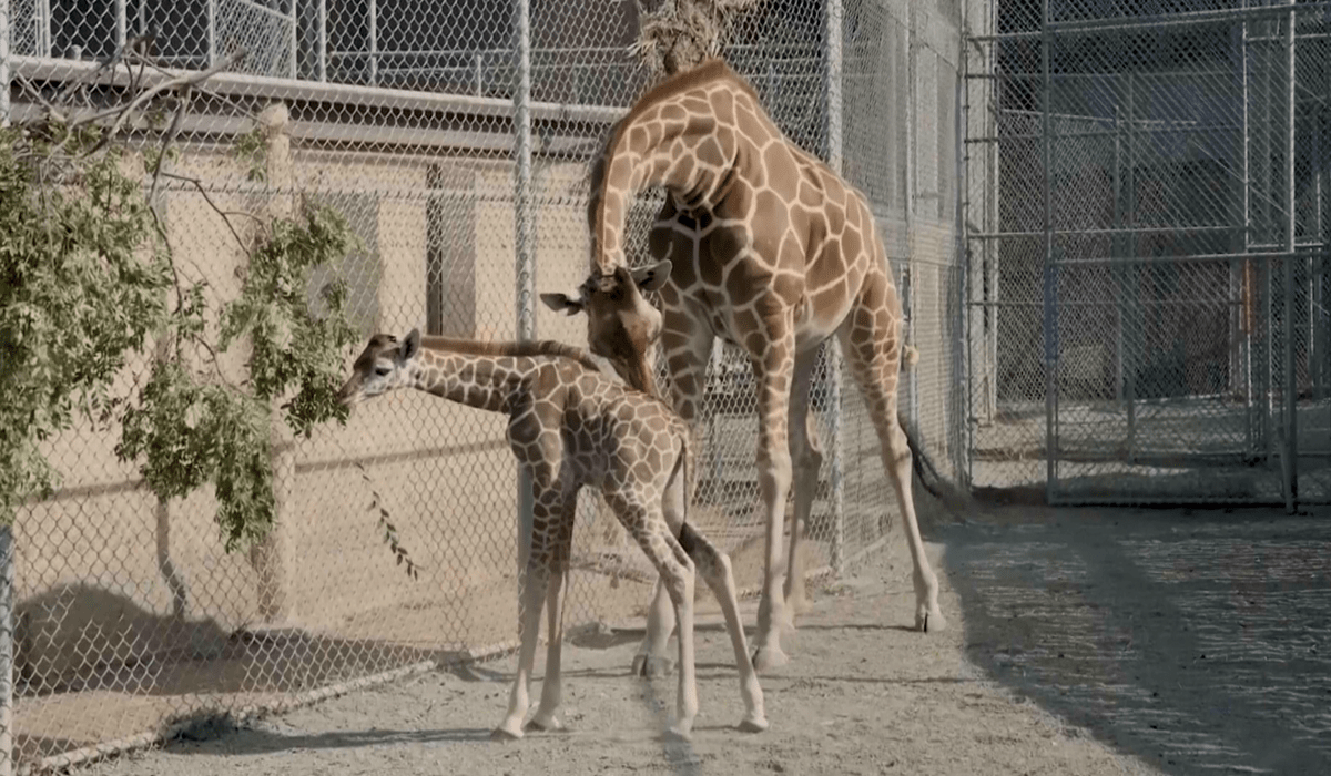 California zoo welcomes baby giraffe ‘Kendi’