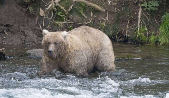 Fat Bear Week has a champion: Salmon-devouring 128 Grazer
