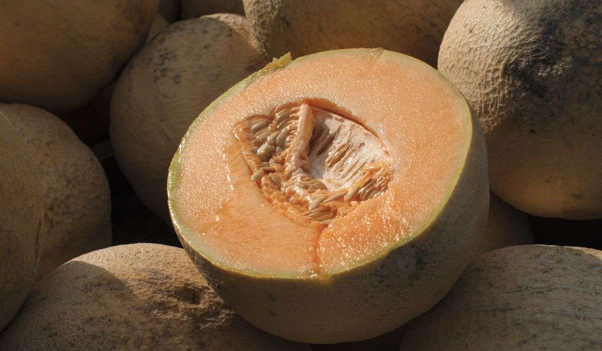 FDA expands cantaloupe recall after salmonella infections double in a week