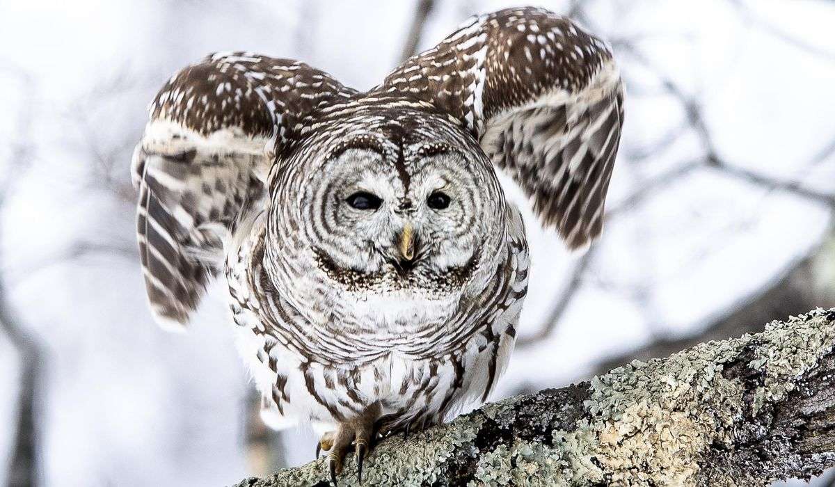Massachusetts man attacked by owl after it tried to swipe his dog