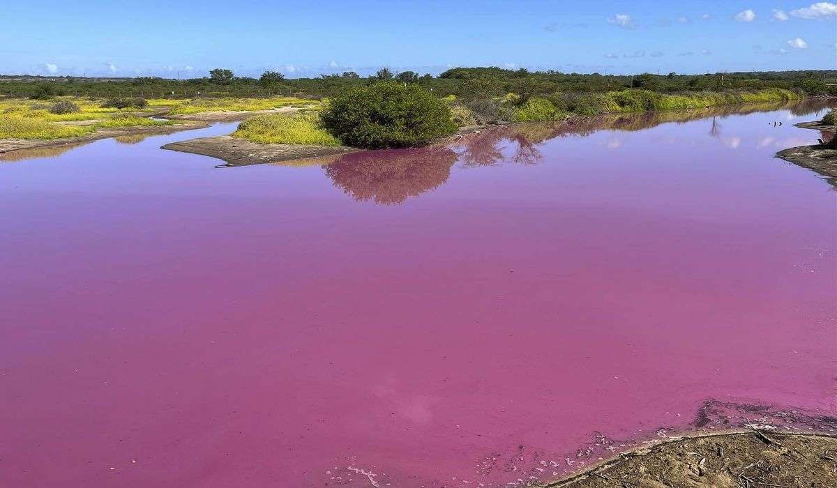 Tiny organism may have turned a pond in a Maui wildlife refuge a vibrant shade of pink