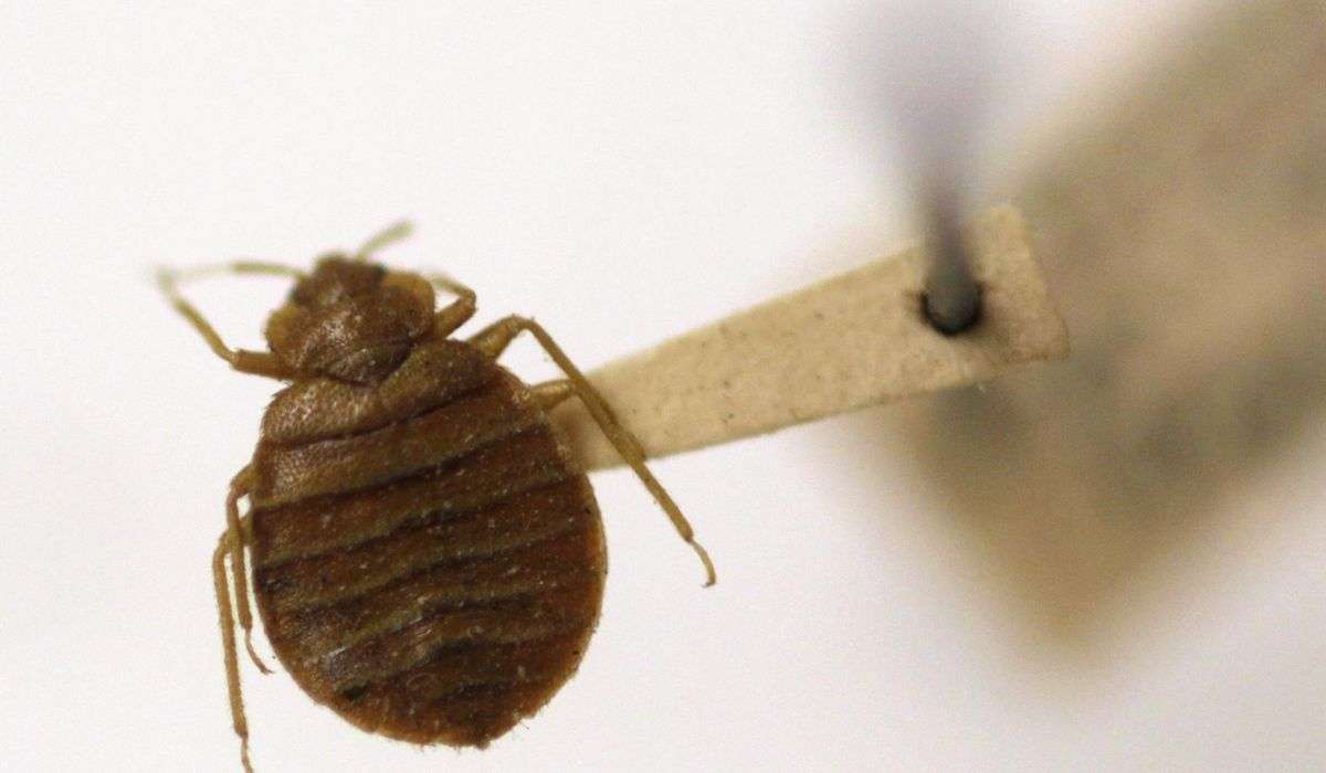 A bedbug hoax is targeting foreign visitors in Athens. Now the Greek police have been called in