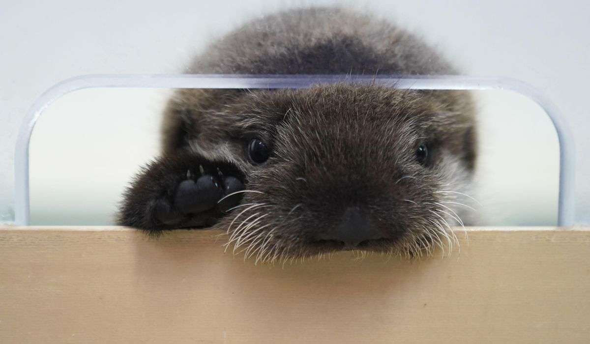 A sea otter pup found alone in Alaska has a new home at Chicago’s Shedd Aquarium