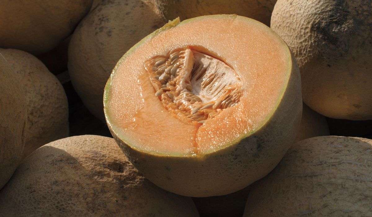 Don’t eat pre-cut cantaloupe if the source is unknown, CDC says, as deadly salmonella outbreak grows