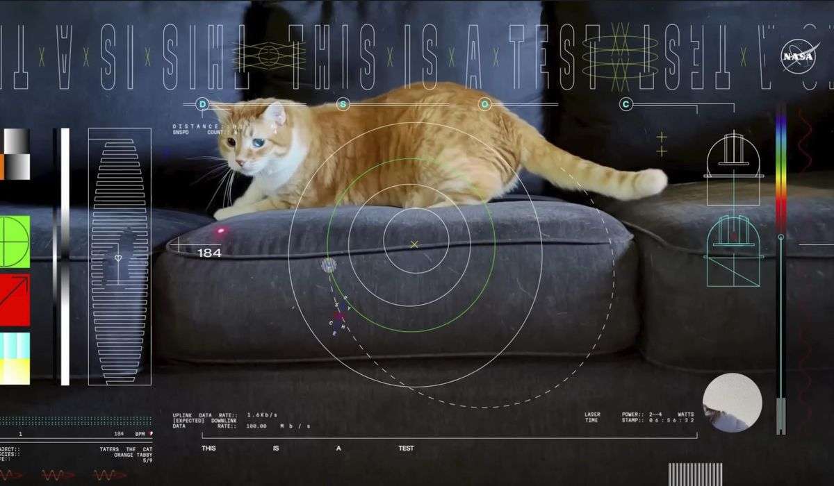 Taters steals the show: Orange tabby cat in first video sent by laser from deep space