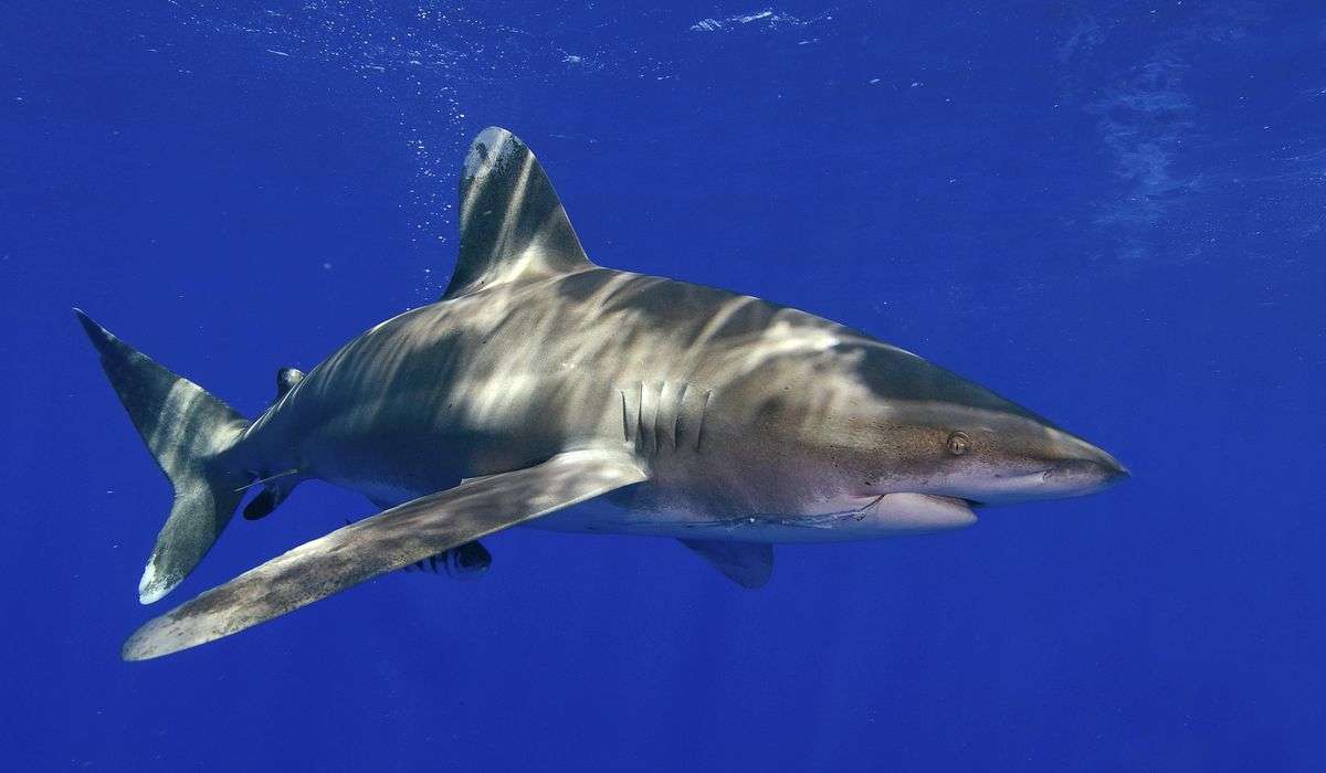 U.S. tourist killed in shark attack in Bahamas, police say