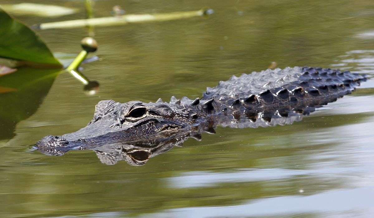 White alligator born at ‘gator theme park in Orlando